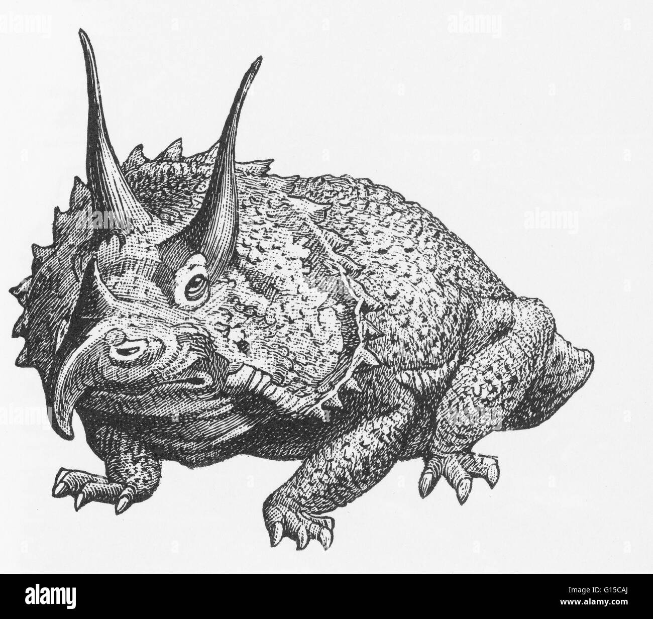 Illustration d'un triceratops. Banque D'Images