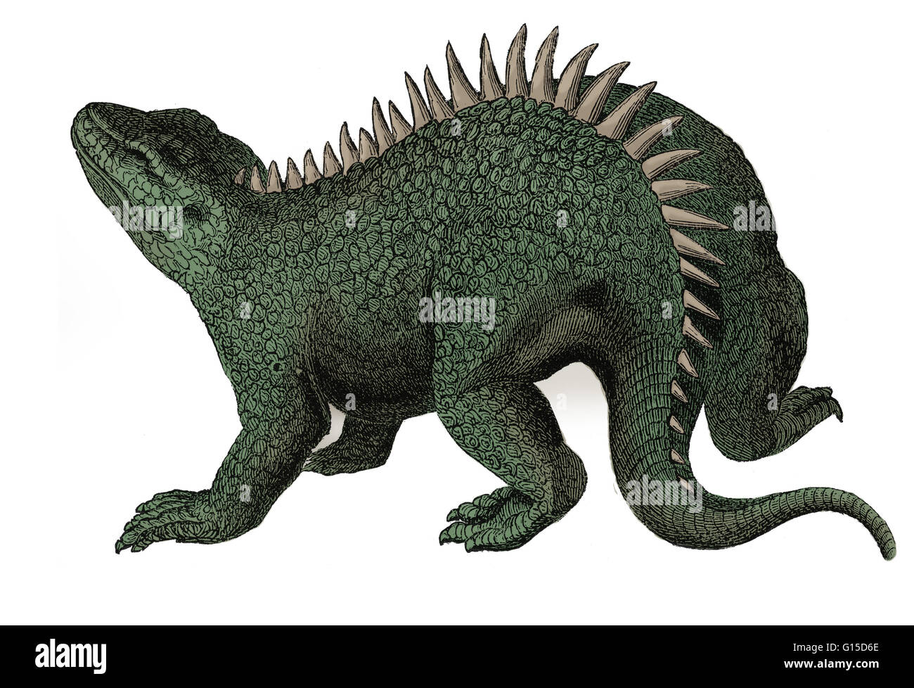 (Forêt Hylaeosaurus) lézard est la plus obscure des trois animaux utilisés par Richard Owen pour définir Dinosauria, en 1842. L'échantillon original, retrouvé par Gideon Mantell en 1832, se trouve désormais dans le musée d'Histoire Naturelle de Londres, où il est encore en Banque D'Images