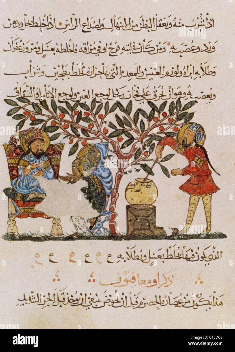 Page d'une édition arabe de 1224 'De Materia Medica' par le médecin grec, botaniste et pharmacologue Pedanius Dioscoride (40 - 90). L'illustration présente la préparation de la médecine à partir d'une vigne sauvage. Dioscoride a servi dans l'armée romaine sous Banque D'Images
