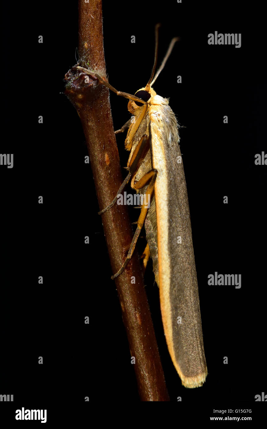 Valet commun (Eilema lurideola). La mince dans la famille d'insectes, d'amphibien Erebidae précédemment, au repos. Banque D'Images