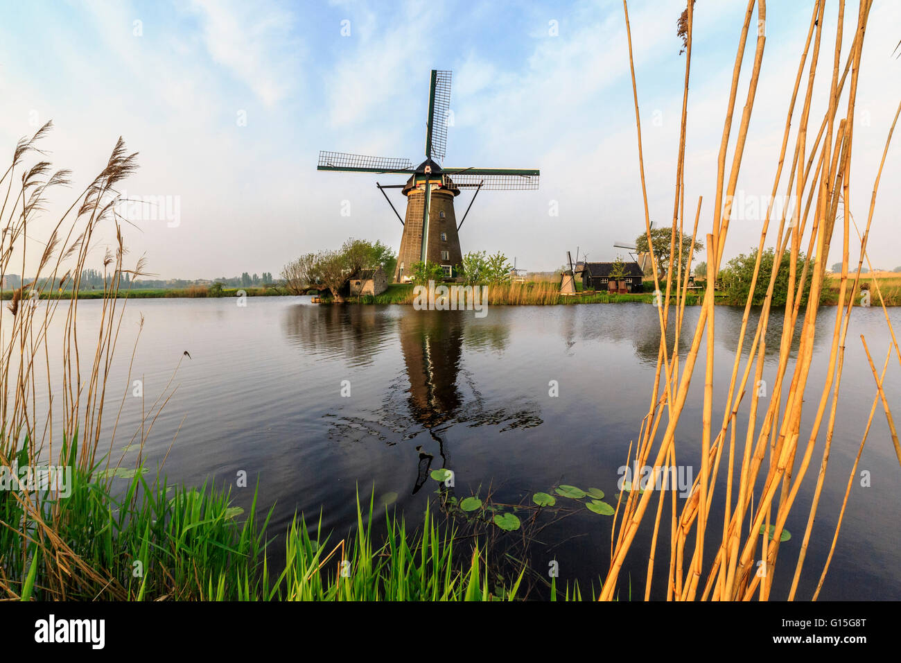 L'herbe verte et roselières les moulins du châssis compte dans le canal Kinderdijk, Rotterdam, Hollande méridionale, Pays-Bas, Europe Banque D'Images
