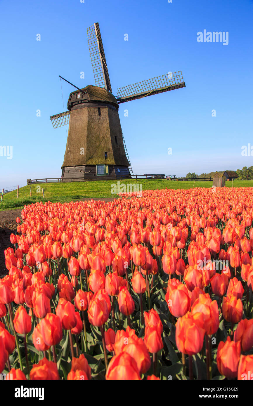 Champs de tulipes rouges et orange et le ciel bleu de l'image moulin au printemps, Berkmeer, Koggenland, Hollande du Nord, Pays-Bas Banque D'Images