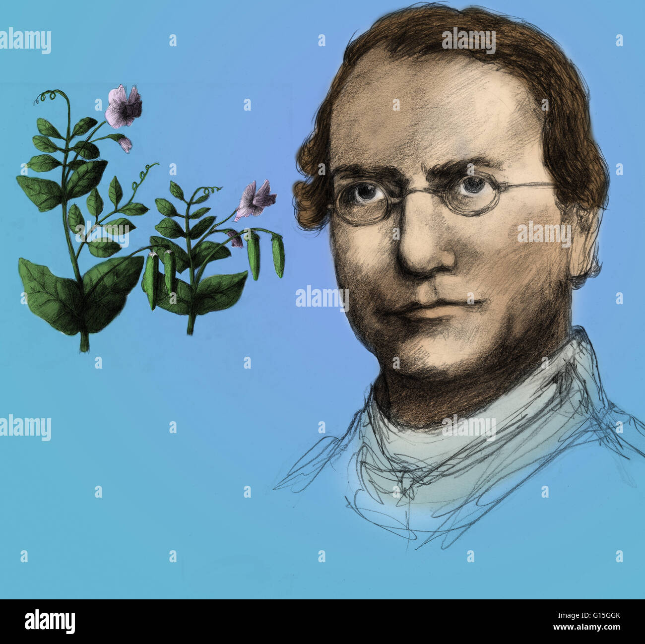 Illustration de Johann Gregor Mendel (1822-1884), botaniste autrichien et fondateur de la génétique. Mendel, l'abbé d'une abbaye à Brno, a effectué des expériences d'élevage avec des plantes de pois. Ses résultats ont révélé les lois statistiques de l'hérédité, et il a postulé Banque D'Images