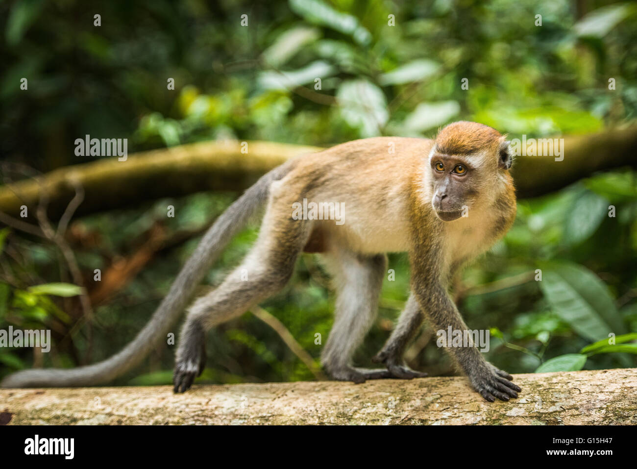 Macaque à longue queue (Macaca fascicularis), Indonésie, Asie du sud-est Banque D'Images
