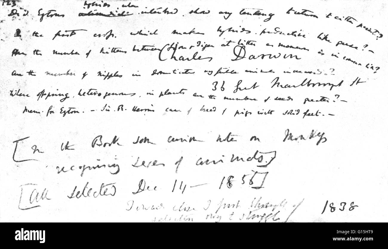 La page de Charles Darwin's portables. La première ligne se lit, 'Did Eyton's hybrides, où se croisèrent, montrent une tendance à revenir à l'autre des parents ?". Notes au crayon montrent il incorpora ce matériau dans sa plus grande réserve en 1856. Thomas Campbell Eyton était un Banque D'Images