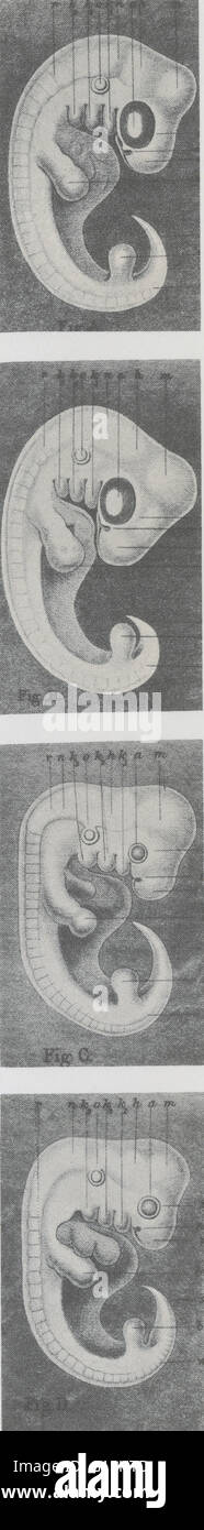 Sous-titre suivant, "une nouvelle preuve de l'évolution de l'homme d'espèces plus primitives vient de la ressemblance étroite entre les embryons, de haut en bas, tortue, chien, poulet, l'homme aux premiers stades de leur développement". Illustration tirée de Ernst Haeckel' Banque D'Images