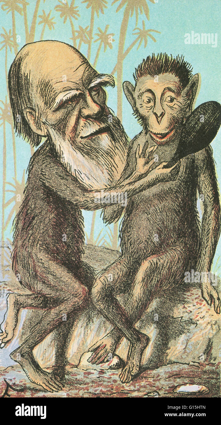 Illustration de Charles Darwin montrant un singe comment la paire d'entre eux le sont. Darwin (1809-1882) a suggéré que la variation naturelle dans une espèce crée un large éventail de caractéristiques individuelles dont certaines sont plus utiles que d'autres. À la concurrence Banque D'Images