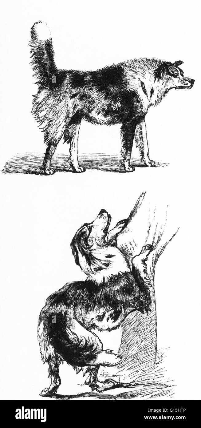 L'expression des émotions de l'homme et des animaux par Charles Darwin a été publié en 1872. Le livre de Darwin est parmi les plus contributions durables à partir de la 19e siècle, la psychologie. Il porte presque entièrement avec l'affichage émotionnel, mais suppose beaucoup de Banque D'Images