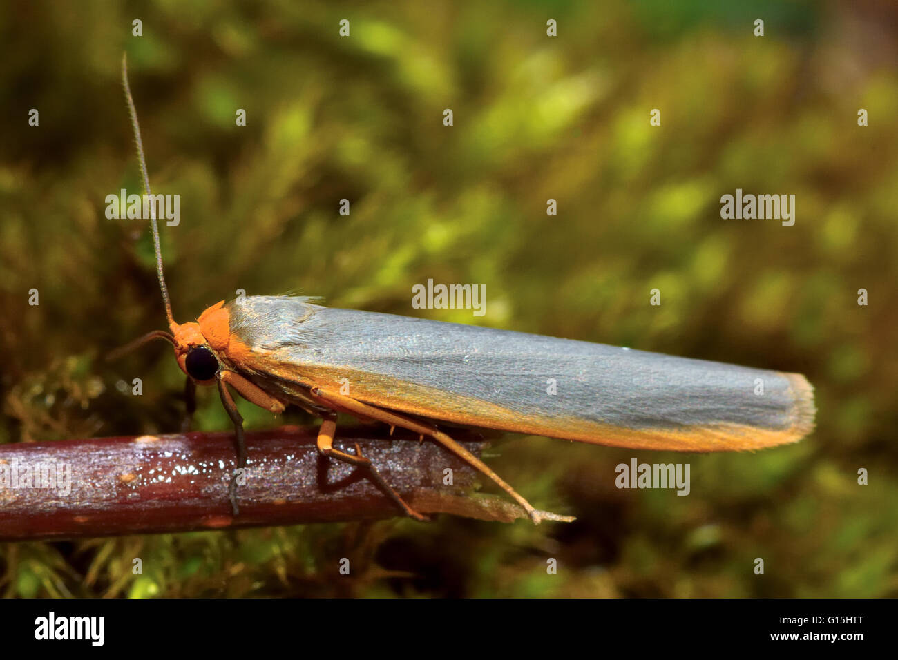 Valet de rares (Eilema complana). La mince dans la famille d'insectes, d'amphibien Erebidae précédemment, au repos. Banque D'Images