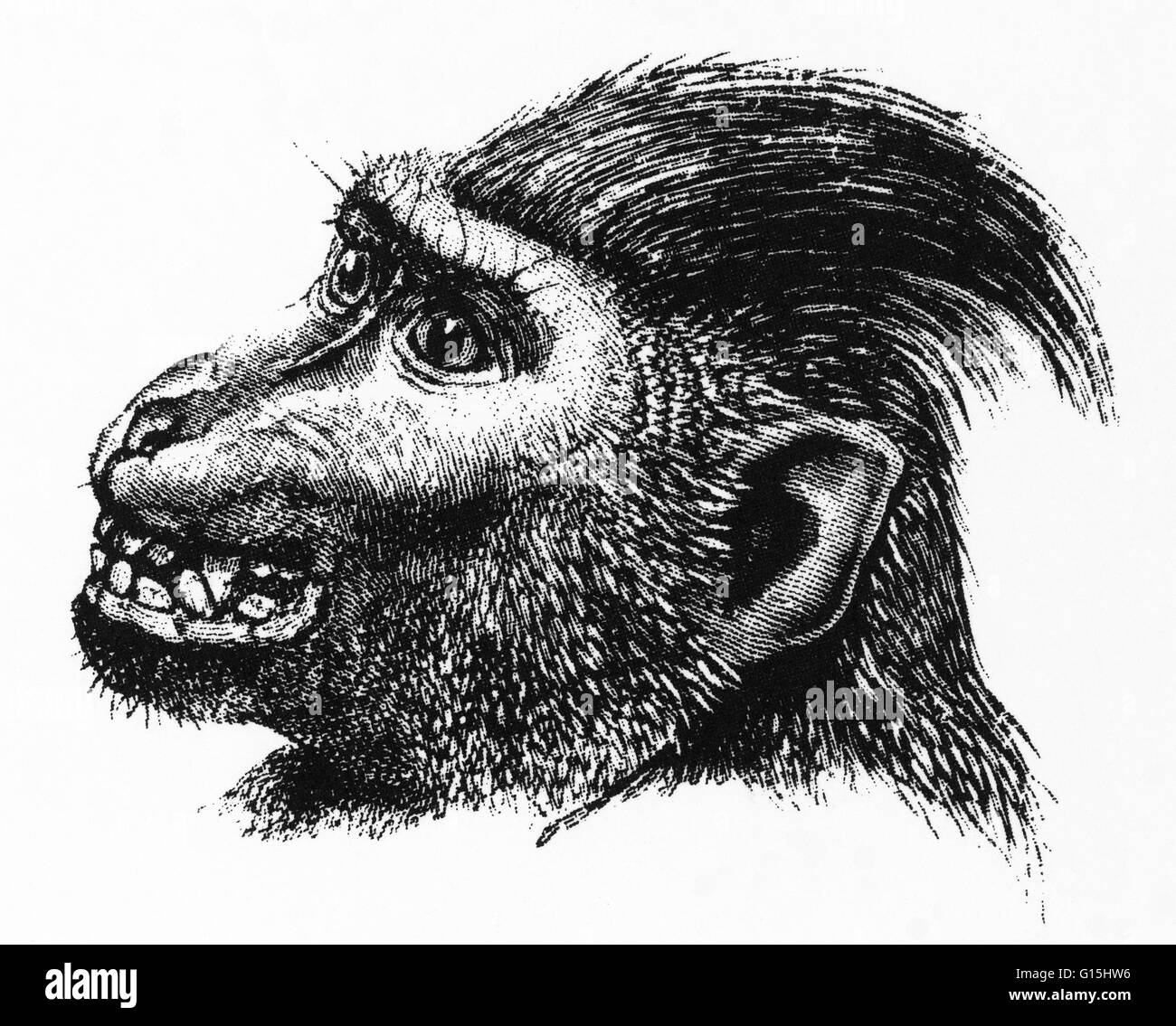 L'expression des émotions de l'homme et des animaux par Charles Darwin a été publié en 1872. Le livre de Darwin est parmi les plus contributions durables à partir de la 19e siècle, la psychologie. Il porte presque entièrement avec l'affichage émotionnel, mais suppose beaucoup de Banque D'Images