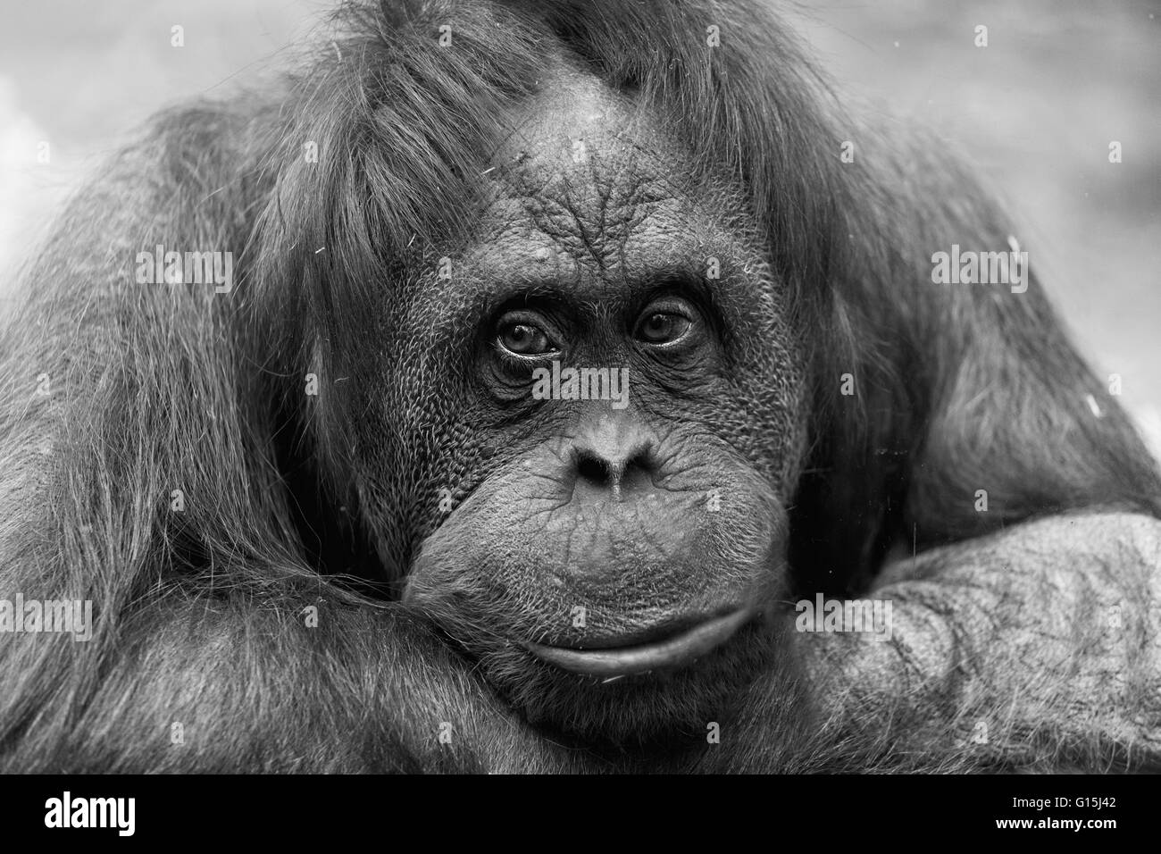 Portrait d'une femme triste d'un orang-outan, monochrome Banque D'Images