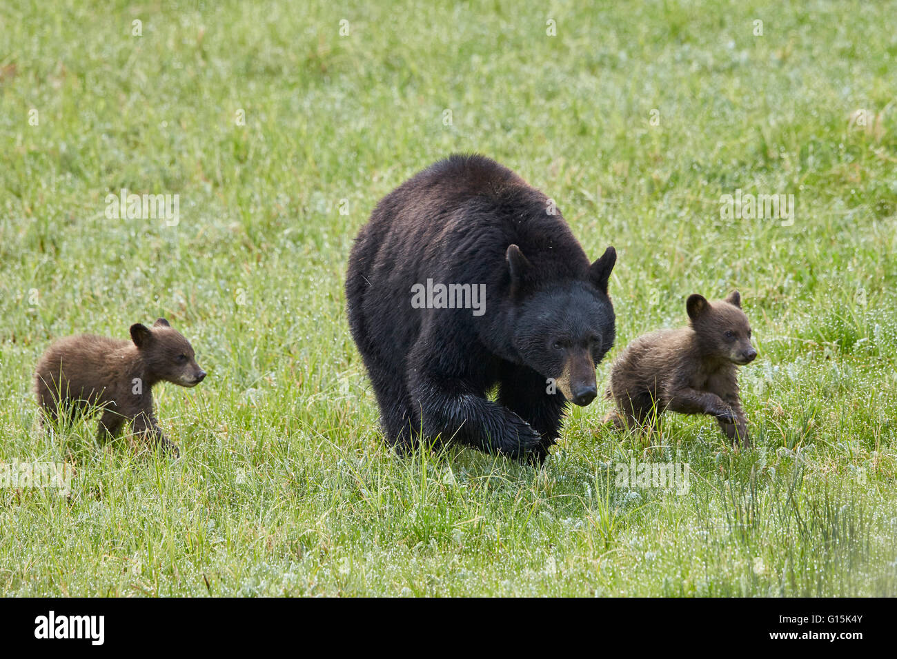 L'ours noir (Ursus americanus) sow et chocolat deux petits de l'année ou au printemps, d'oursons, Yellowstone National Park, Wyoming, USA Banque D'Images