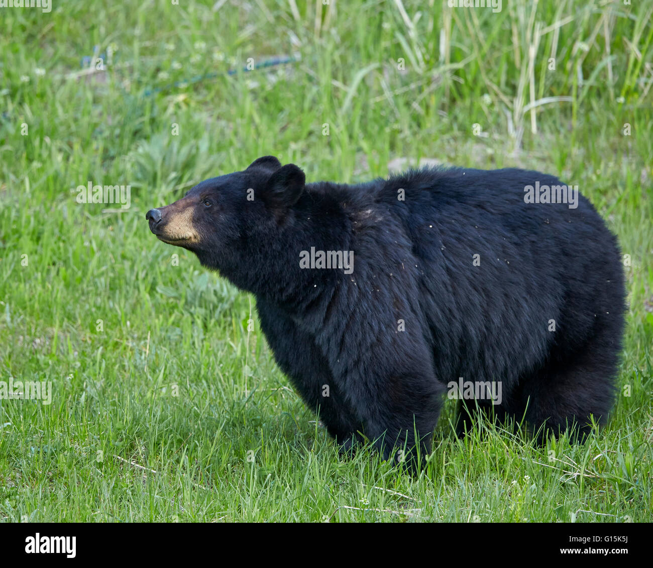 L'ours noir (Ursus americanus), le Parc National de Yellowstone, Wyoming, États-Unis d'Amérique, Amérique du Nord Banque D'Images