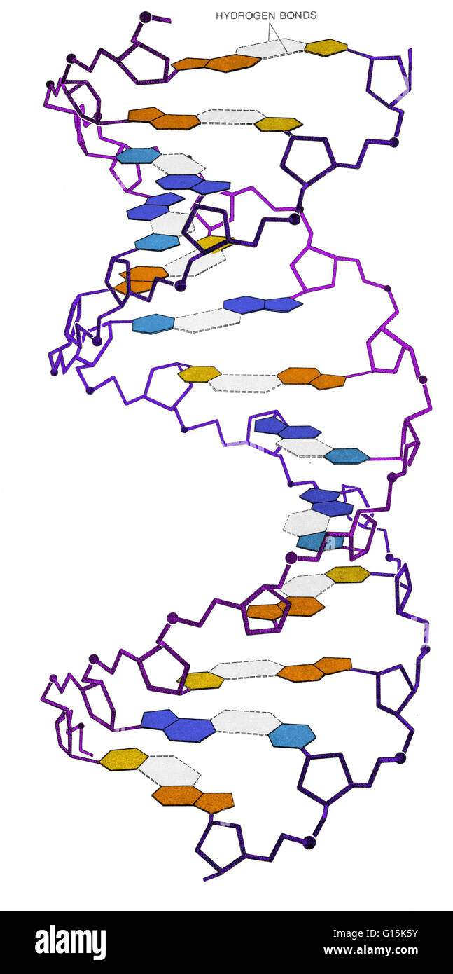 Amélioration de l'image de couleur l'Watson-Crick modèle de la structure de l'ADN, la découverte de ce qui a été annoncé en 1953 et l'a conduit à gagner le prix Nobel. Selon le modèle de Watson-Crick, une molécule d'ADN est constitué de deux brins de polynucléotides coil Banque D'Images