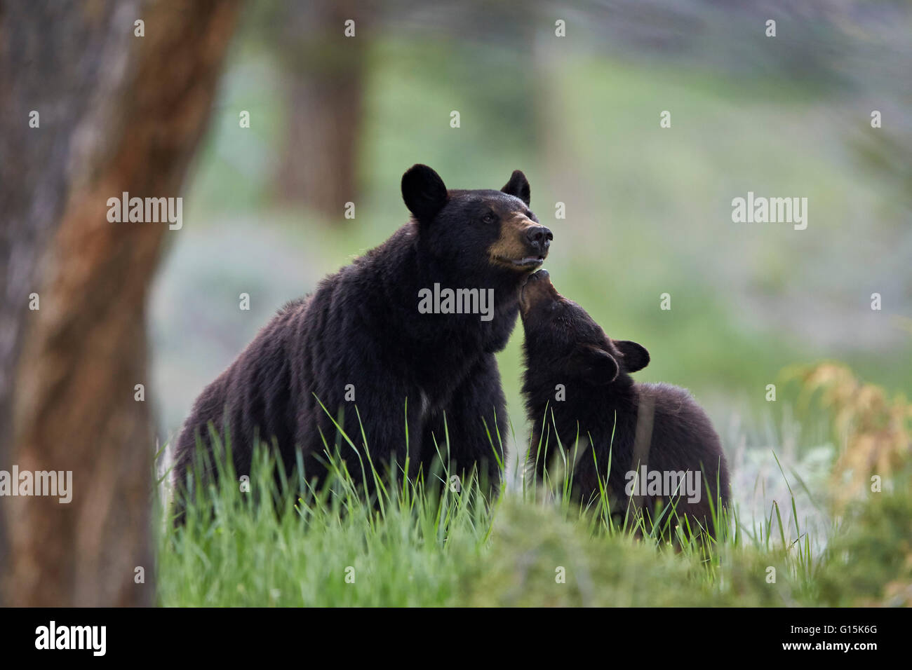 L'ours noir (Ursus americanus), cahier des charges et les CUB, le Parc National de Yellowstone, Wyoming, États-Unis d'Amérique, Amérique du Nord Banque D'Images