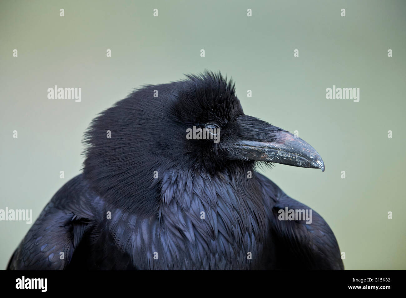 Grand Corbeau (Corvus corax), le Parc National de Yellowstone, Wyoming, États-Unis d'Amérique, Amérique du Nord Banque D'Images