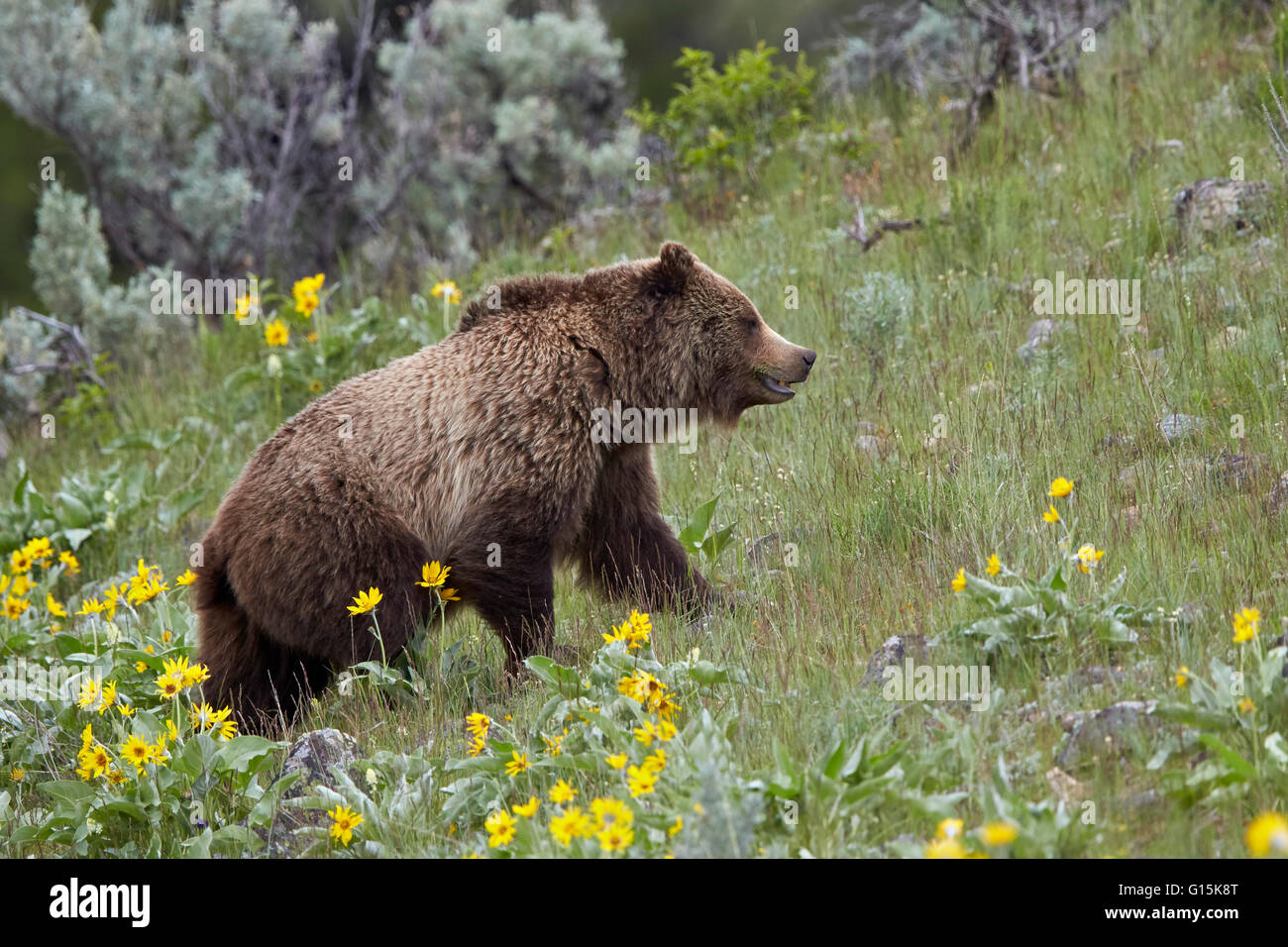 Ours grizzli (Ursus arctos horribilis), Parc National de Yellowstone, Wyoming, États-Unis d'Amérique, Amérique du Nord Banque D'Images