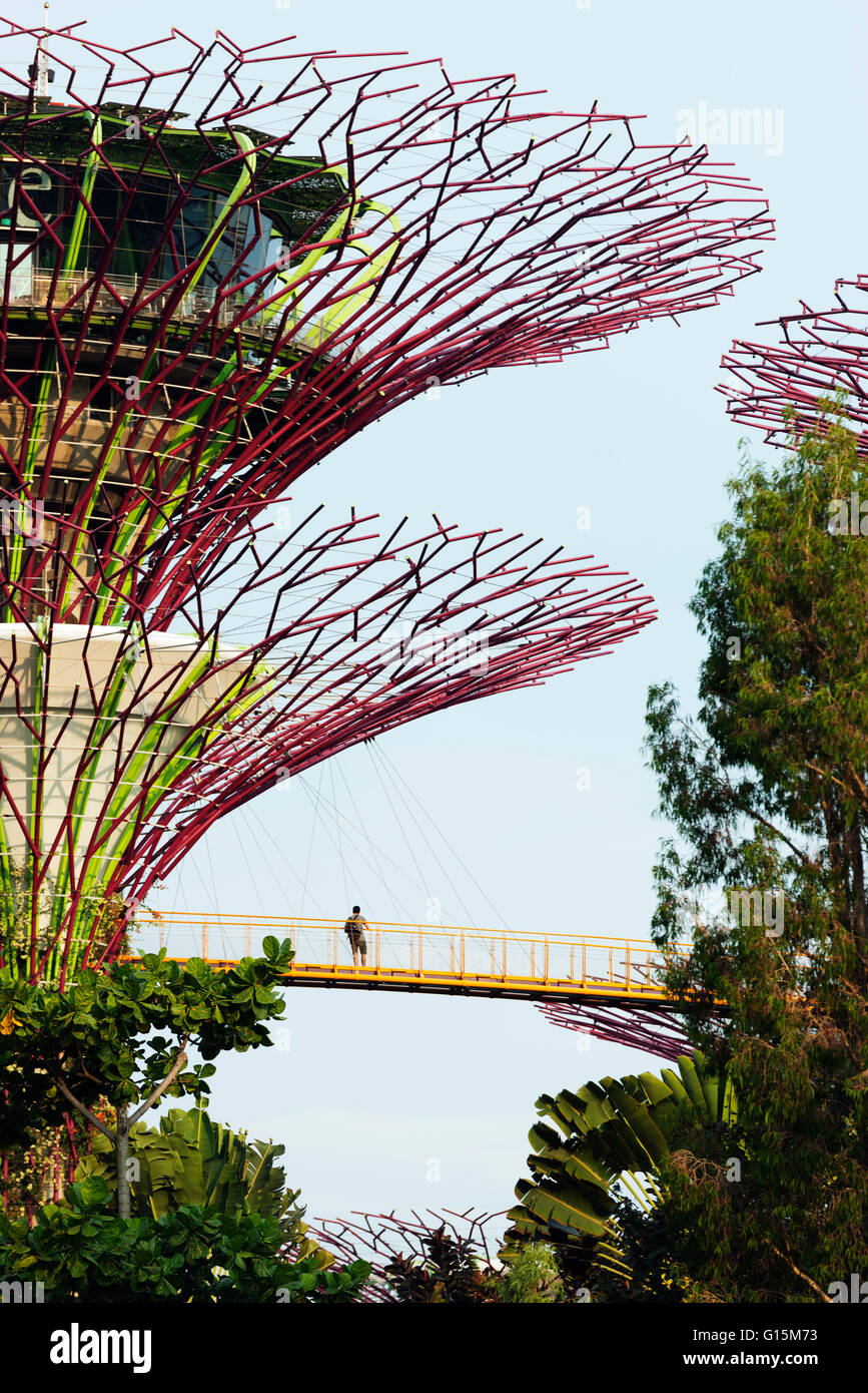 Gardens by the Bay, Supertree Grove promenade aérienne, à Singapour, en Asie du Sud-Est, l'Asie Banque D'Images