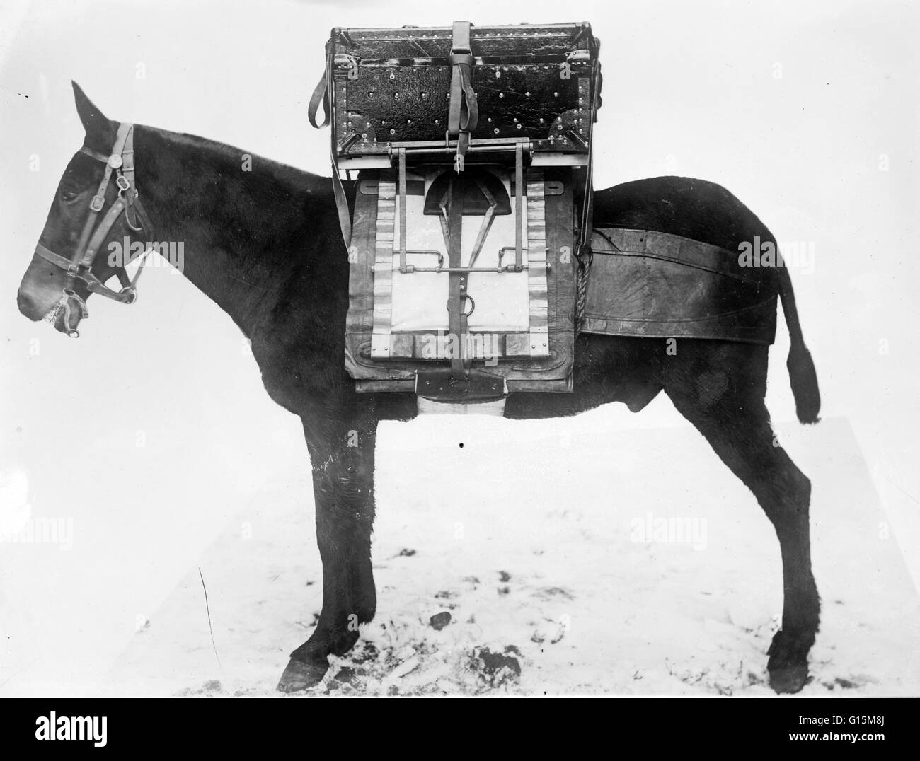 Pack Horse utilisé par U.S. Army Signal Corps, faisant de la poitrine pour décoder les instruments locaux de télégraphie sans fil. L'United States Army Signal Corps développe, teste, fournit et gère les communications et les systèmes d'information pour le commandement et de support Banque D'Images