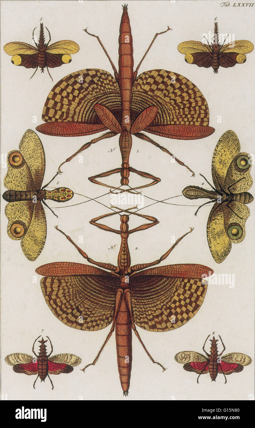 Gravure de Seba's Thesaurus, Locupletissimi rerum naturalium thesauri accurata descriptio (description exacte de la très riche thesaurus des principaux et les plus rares objets naturels) publié en 1734. Albertus Seba (12 mai 1665 - 2 mai 1736) était un Banque D'Images