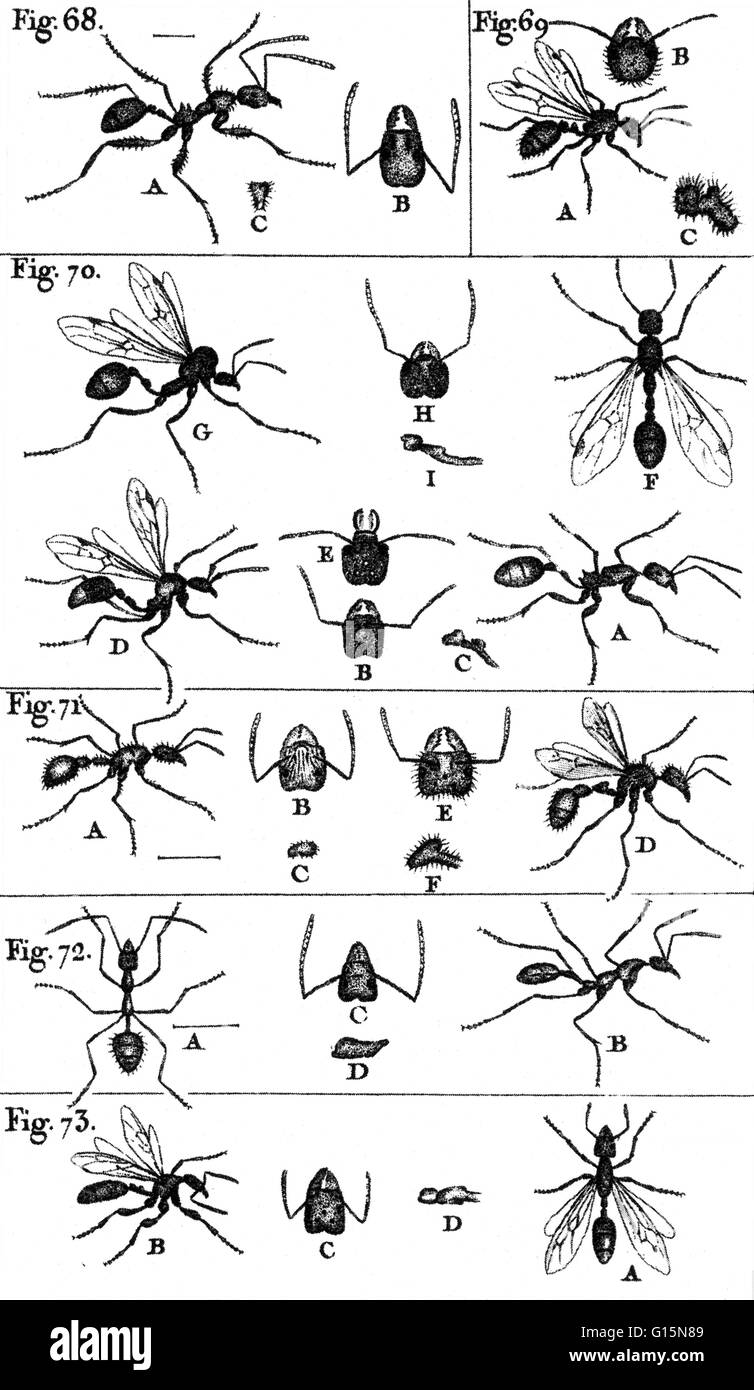 Les fourmis sont un de nombreux noir, rouge, marron, jaune ou des insectes sociaux de la famille Formicidae, de distribution dans le monde entier surtout dans les climats chauds, le fait d'avoir une grosse tête avec mâchoires intérieures à mastiquer et de mâchoires extérieur pour transporter et creuser, et vivant dans l'hi Banque D'Images