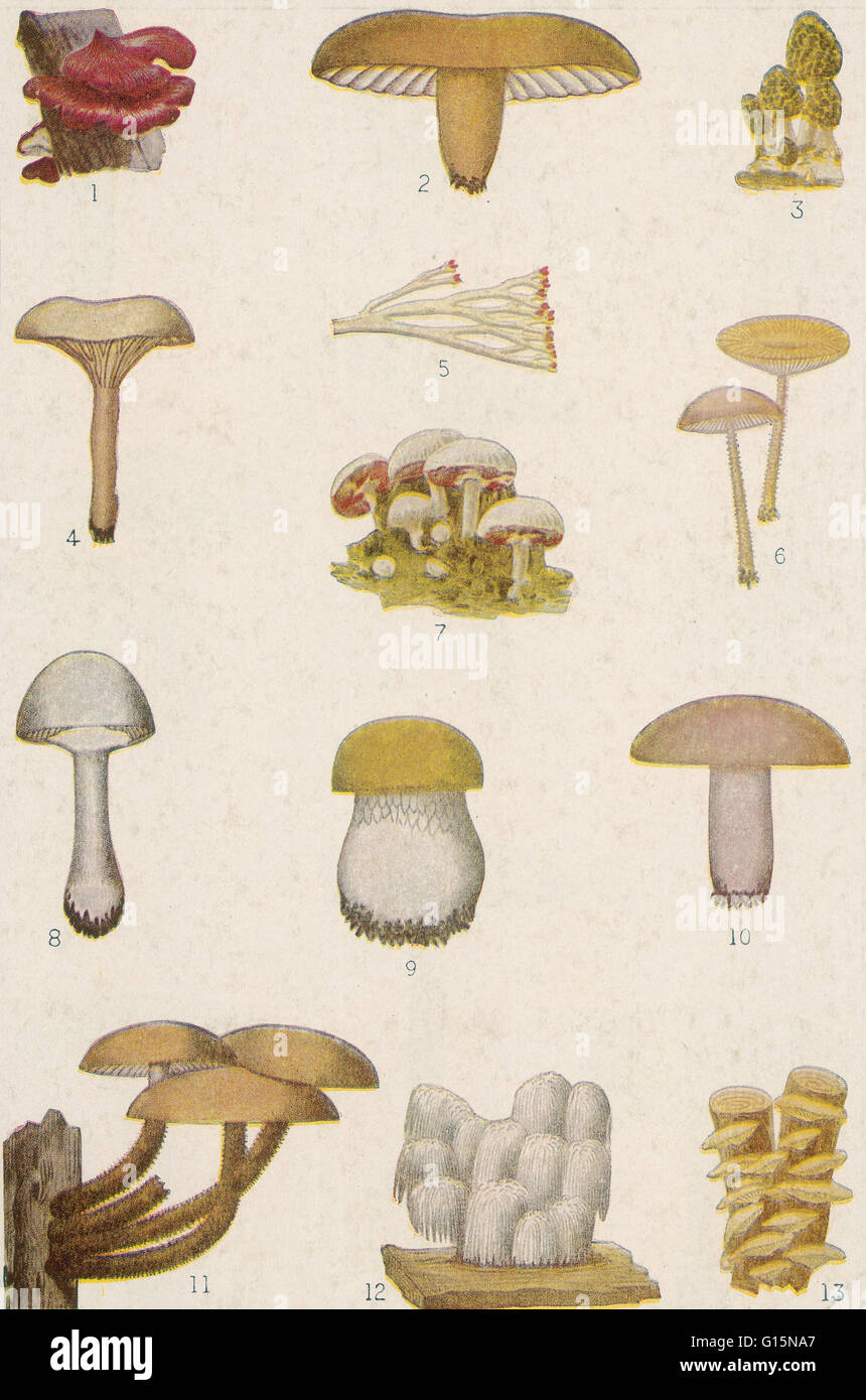 Lithographie de 1920 American de champignons comestibles. (1) émincé de foie ou champignon, (2) Prairie toadstool, (3), Morel (4), (5) Chanterelle Champignon de corail, (6) l'anneau de fée des champignons, (7) champignons, (8), de champignons bolets (9), (10) munies de ocre Banque D'Images