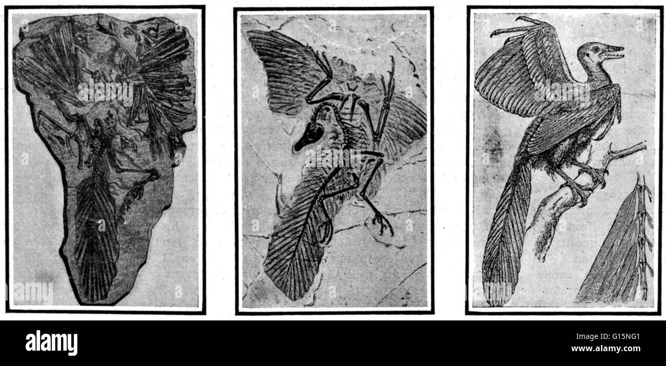 Archaeopteryx, parfois appelé par son nom allemand Urvogel (d'origine d'un oiseau ou d'un premier oiseau), est un genre de début de l'oiseau qui est transitoire entre les dinosaures à plumes et les oiseaux modernes. Il a vécu dans le Jurassique tardif autour de 150 millions d'années ha Banque D'Images