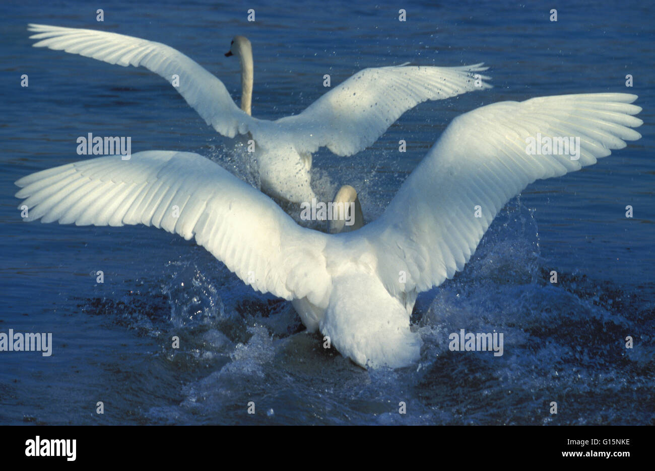 DEU, l'Allemagne, l'attaque d'un cygne muet (lat. Cygnus olor) sur un rival DEU, Deutschland, Angriff von Hoeckerschwans (lat. Cygnus o Banque D'Images