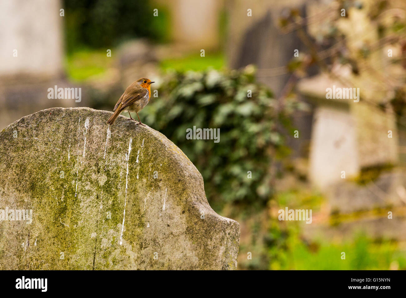 European robin (Erithacus rubecula aux abords) sur une pierre tombale, cimetière de Kensal Green, Londres, Angleterre, Royaume-Uni Banque D'Images European robin (Erithacus rubecula aux abords) sur une pierre tombale, cimetière de Kensal Green, Londres, Angleterre, Royaume-Uni Banque D'Images