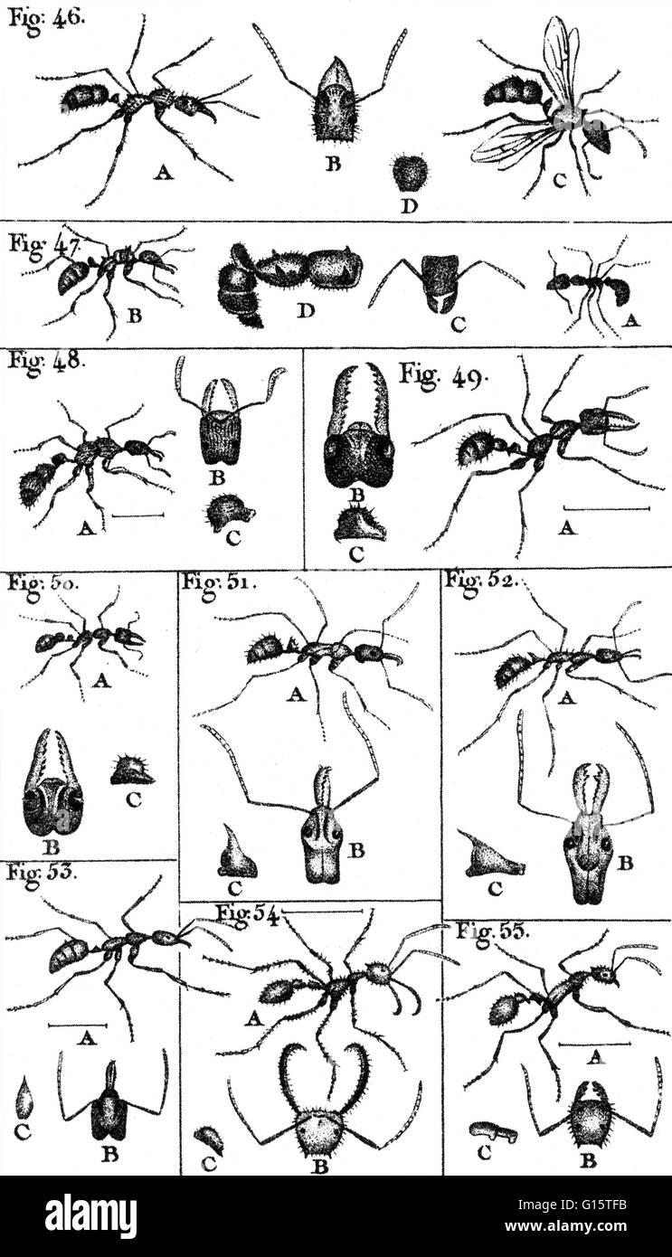 Les fourmis sont un de nombreux noir, rouge, marron, jaune ou des insectes sociaux de la famille Formicidae, de distribution dans le monde entier surtout dans les climats chauds, le fait d'avoir une grosse tête avec mâchoires intérieures à mastiquer et de mâchoires extérieur pour transporter et creuser, et vivant dans l'hi Banque D'Images