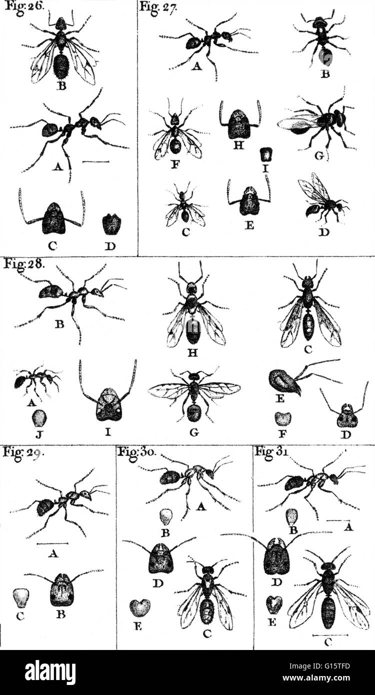 Les fourmis sont un de nombreux noir, rouge, marron, jaune ou des insectes sociaux de la famille Formicidae, de distribution dans le monde entier surtout dans les climats chauds, le fait d'avoir une grosse tête avec mâchoires intérieures à mastiquer et de mâchoires extérieur pour transporter et creuser, et vivant dans l'hi Banque D'Images