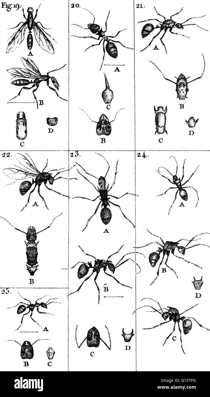Les fourmis sont un de nombreux noir, rouge, marron, jaune ou des insectes sociaux de la famille Formicidae, de distribution dans le monde entier surtout dans les climats chauds, le fait d'avoir une grosse tête avec mâchoires intérieures à mastiquer et de mâchoires extérieur pour transporter et creuser, et vivant dans l'hi Banque D'Images