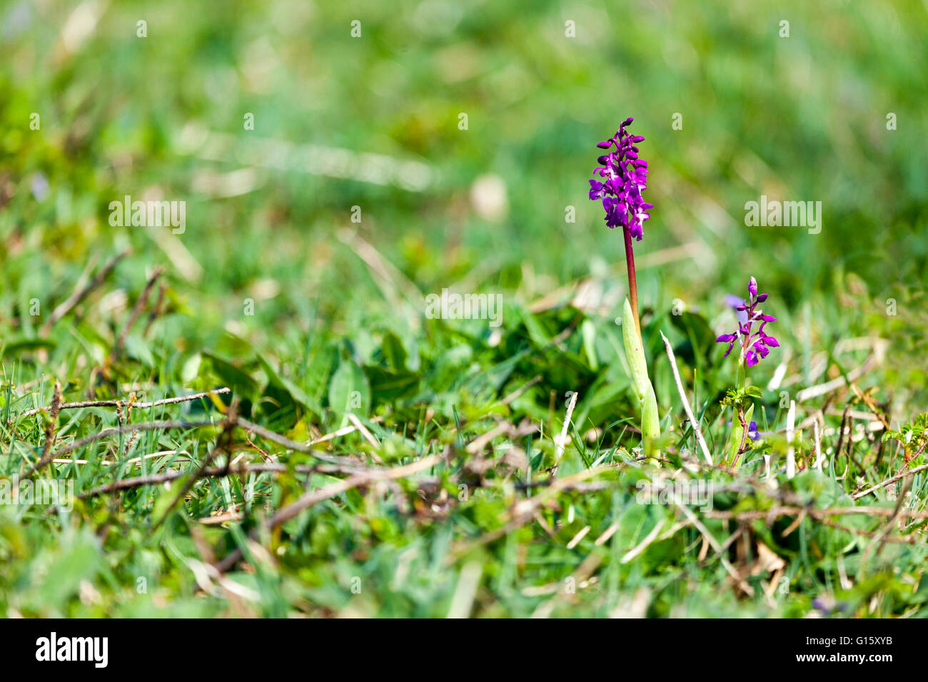 Lixwm, Flintshire, au nord du Pays de Galles, Royaume-Uni. 9e mai 2016. Météo Royaume-uni- UK les températures restent élevés sur le Royaume-uni aujourd'hui avec des pluies prévus qui offre des conditions idéales pour les Britanniques des orchidées sauvages. L'early purple orchid (Orchis mascula) commence la saison d'orchidées qui se trouve maintenant jusqu'en juin Banque D'Images