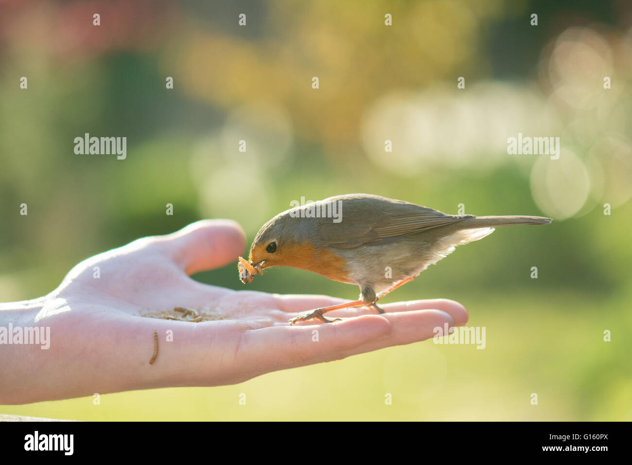 Stirlingshire, Scotland, UK - 9 mai 2016 : Météo France : un robin d'être nourris de farine mini live à la main à la fin d'une journée de printemps ensoleillée en Ecosse. Mini vers de farine, qui sont particulièrement humide, constituent un aliment excellent pour l'alimentation des oisillons au printemps qu'ils sont incapables d'obtenir de l'eau potable par : Kay Roxby Crédit/Alamy Live News Banque D'Images