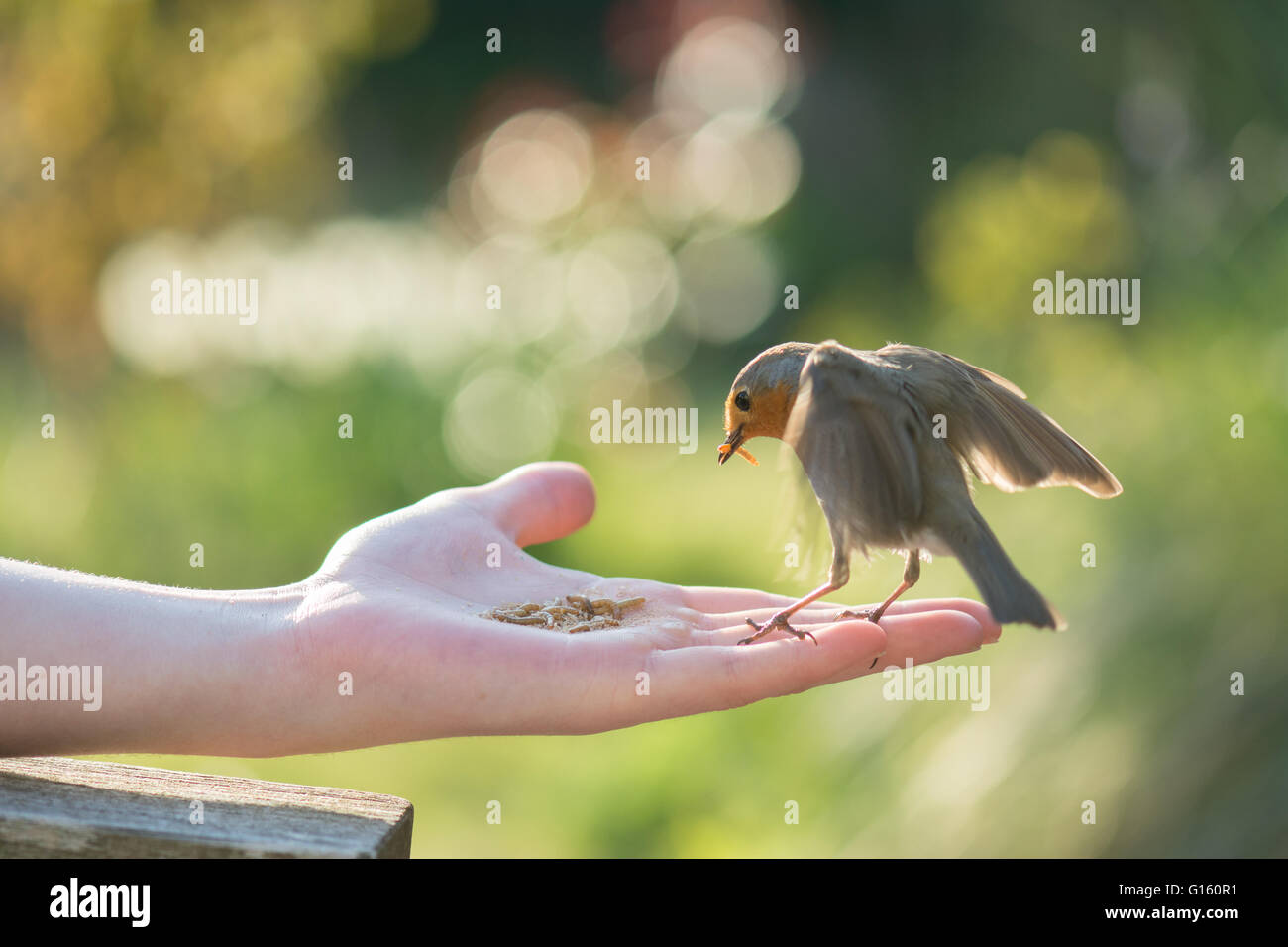 Stirlingshire, Scotland, UK - 9 mai 2016 : Météo France : un robin d'être nourris de farine mini live à la main à la fin d'une journée de printemps ensoleillée en Ecosse. Mini vers de farine, qui sont particulièrement humide, constituent un aliment excellent pour l'alimentation des oisillons au printemps qu'ils sont incapables d'obtenir de l'eau potable par : Kay Roxby Crédit/Alamy Live News Banque D'Images