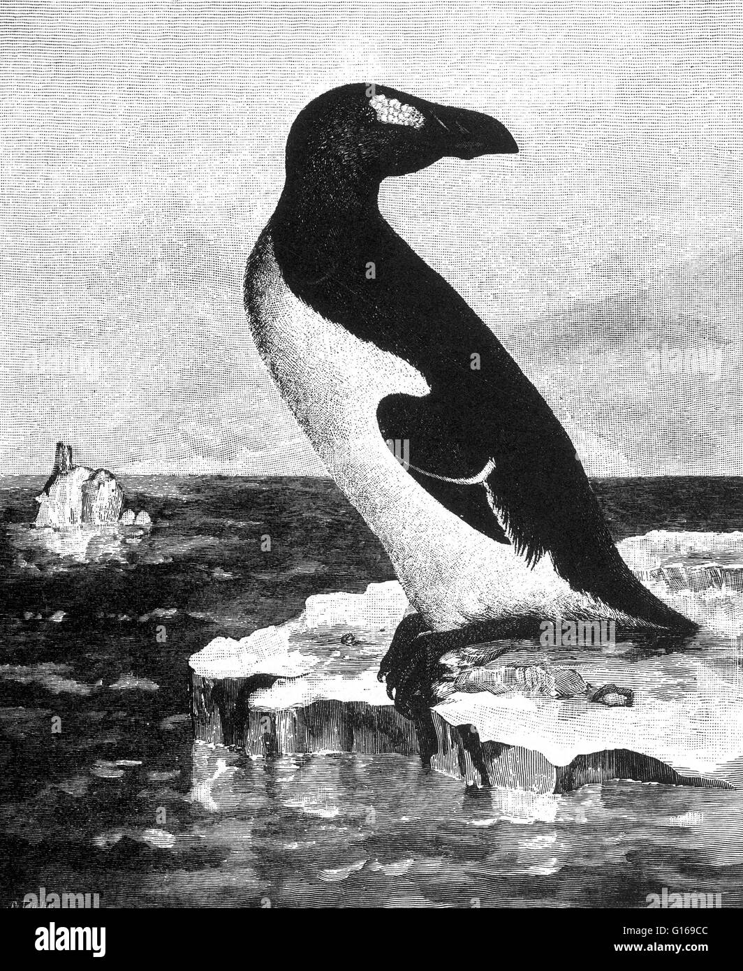 Le Grand Pingouin (Pinguinus impennis) était un grand oiseau de la famille qui ont disparu d'alcidées au milieu du xixe siècle. Le Grand Pingouin a été de 30 à 33 pouces de haut et pesait environ 11 livres, ce qui en fait le plus grand membre de la famille alcid. Il avait Banque D'Images