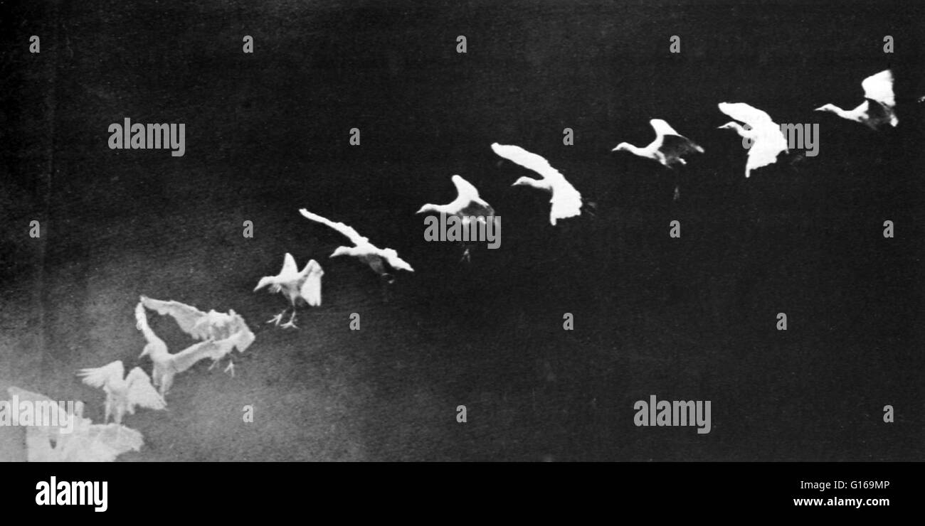 Étienne-Jules Marey (5 mars 1830 - 21 mai 1904) était un scientifique français, physiologiste et chronophotographer. Il a commencé par l'étude de la circulation de sang dans le corps humain. Passer ensuite à l'analyse des battements cardiaques, de la respiration, des muscles (myography), et le mouvement du corps. Il est devenu fasciné par les mouvements d'air et a commencé à étudier les oiseaux. Il a adopté et développé la photographie animée dans un champ distinct de chronophotography dans les années 1880. Son idée révolutionnaire était d'enregistrer plusieurs phases de mouvement sur une surface photographique. En 1882 il a fait ses armes à chronophotographic. I nstruments de ce Banque D'Images