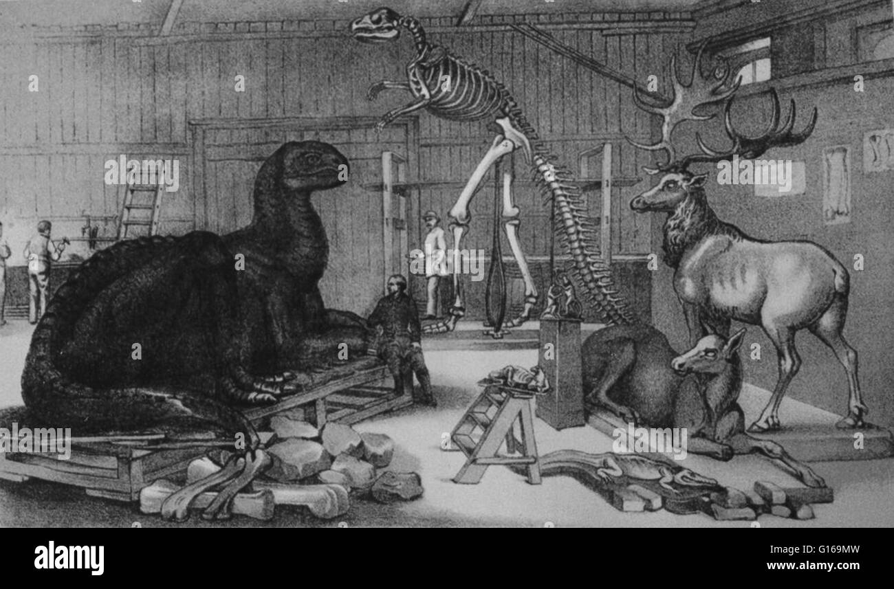 Illustration d'Hawkins' studio dans le Parc Central d'Arsenal, avec des modèles d'animaux éteints. Benjamin Waterhouse Hawkins (8 février 1807 - 27 janvier 1894) était un sculpteur français, l'histoire naturelle de l'artiste et de biologiste. Il a été nommé directeur adjoint de l'Exposition Universelle de 1851 à Londres. L'année suivante (1852), il a été nommé par le Crystal Palace company pour créer 33 modèles concrets grandeur nature de dinosaures disparus d'être placés dans le parc du sud de Londres à laquelle le grand hall d'exposition de verre était d'être relogés. Dans ce travail, qui a pris près de trois ans, il collabora Banque D'Images
