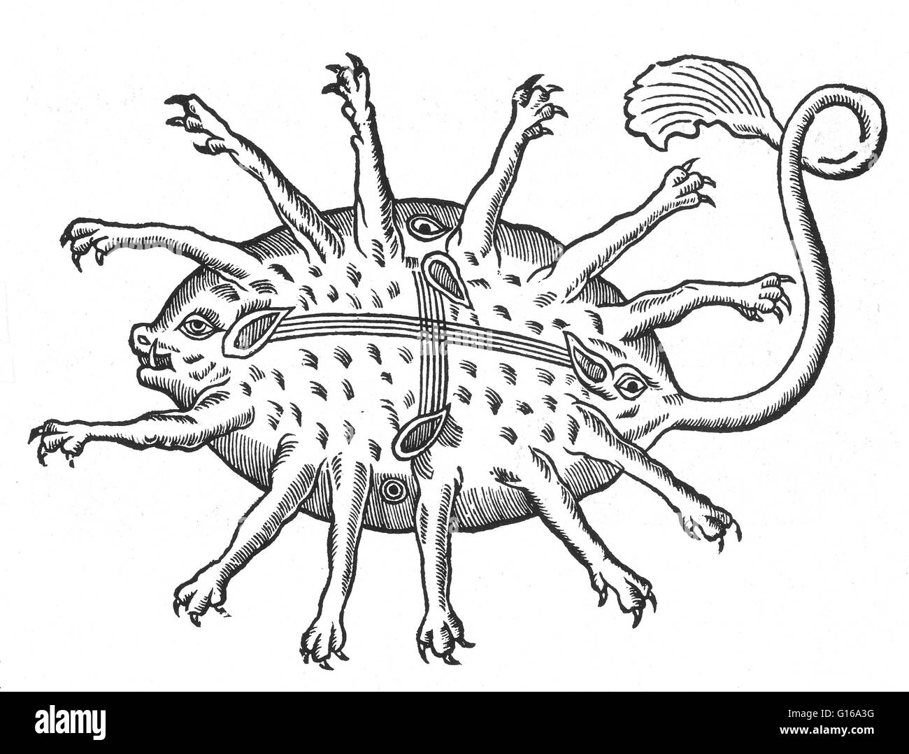 Gravure sur bois de Gesner's grand travaux zoologiques, Historiae animalium, 16e siècle, représentant une créature de la mer observée entre Antibes et Nice en 1562. 'Le Rubus est un poisson de la mer grecque et de la mer de l'Italie. Ils sont ronds comme un anneau, et avons beaucoup de tache rouge Banque D'Images