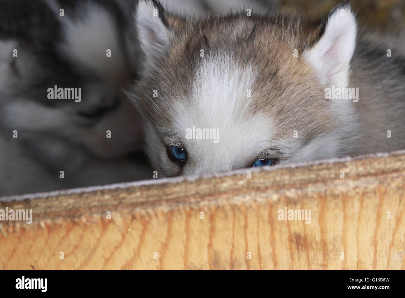 Chiots Husky Sibérien Banque D'Images