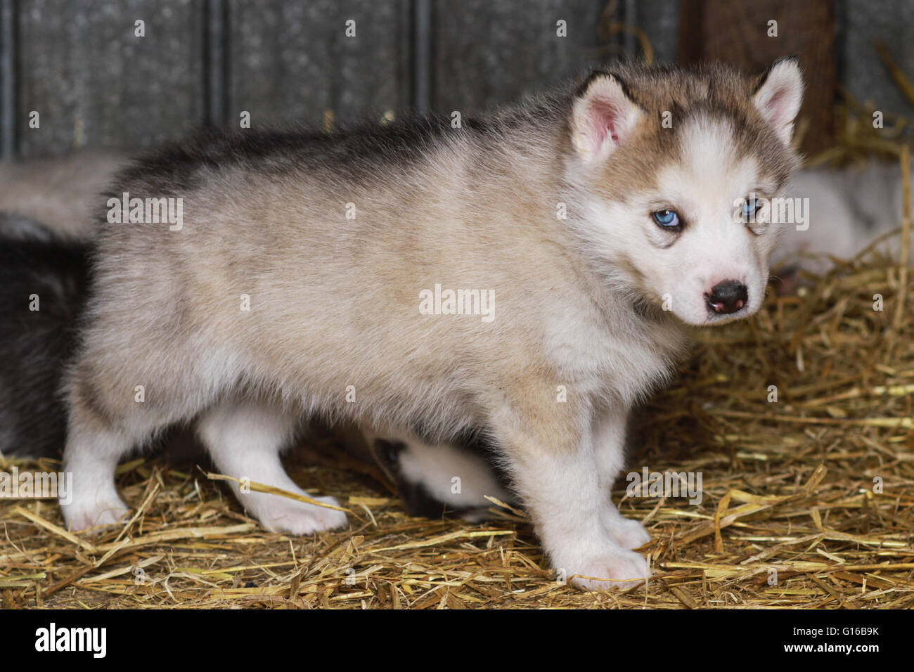 Chiots Husky Sibérien Banque D'Images