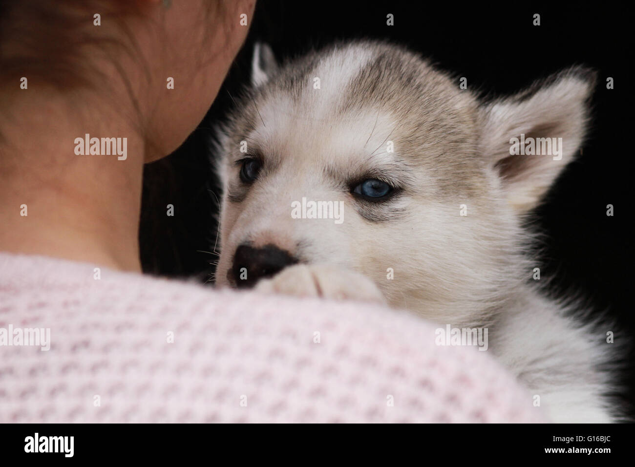 Une jeune femme tenant un bébé chiot Husky Banque D'Images