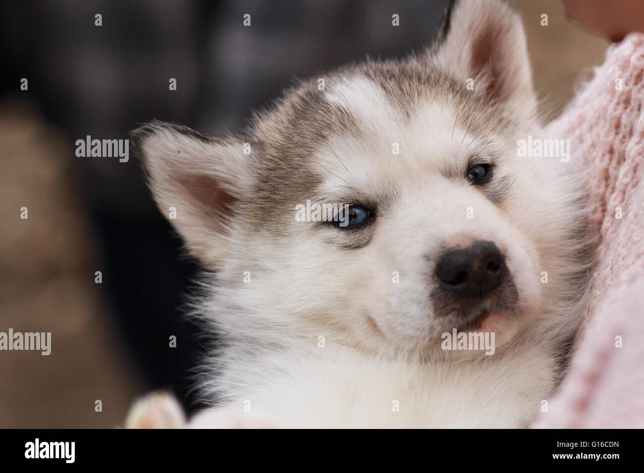 Bebe chien husky yeux bleu Banque de photographies et d’images à haute résolution Page 2 Alamy