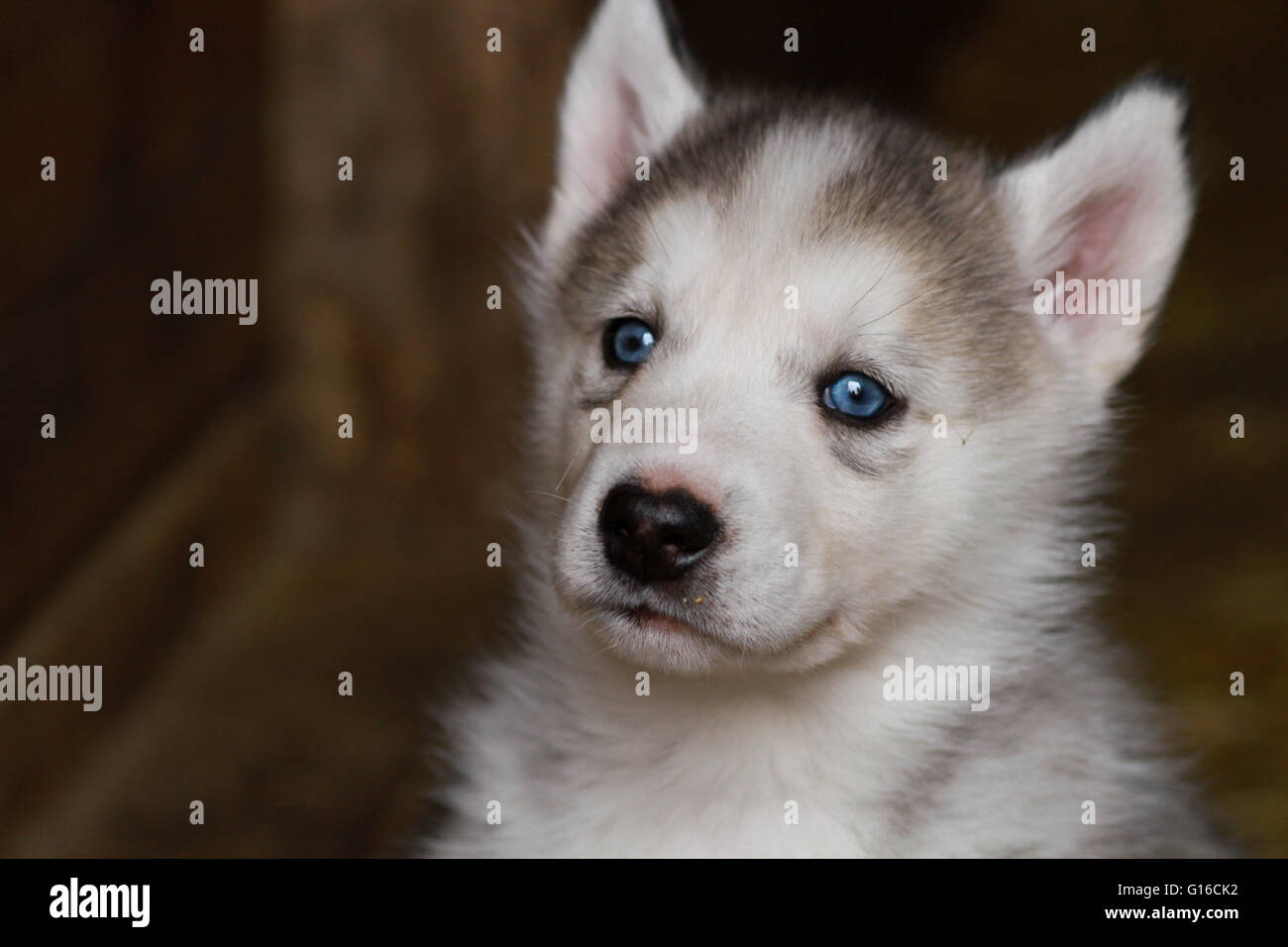 Un Bebe Chiot Husky Siberien Photo Stock Alamy