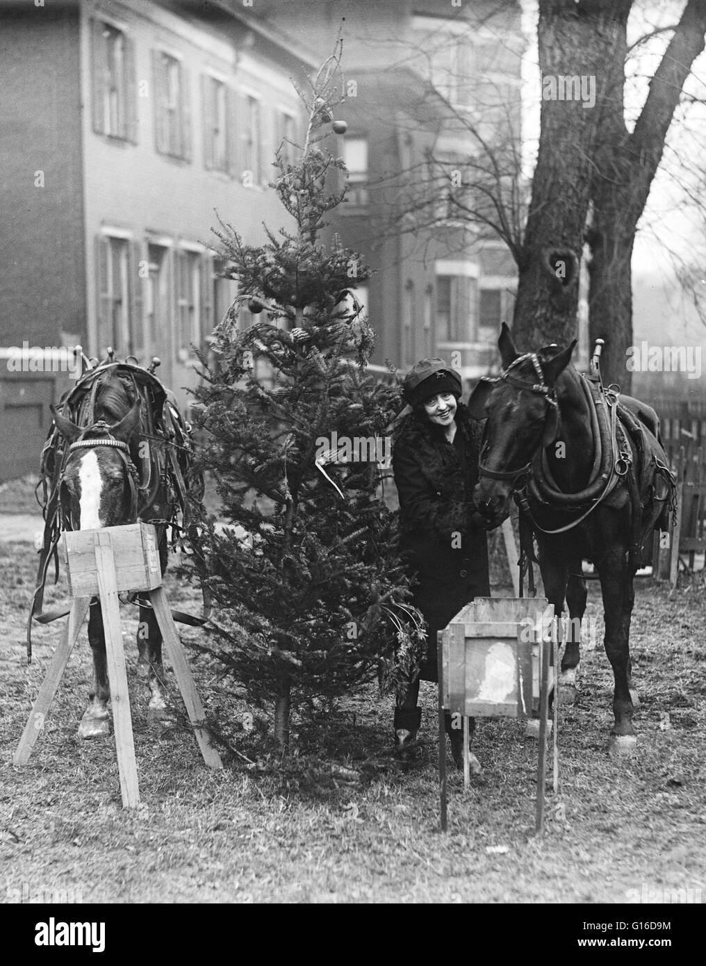 Intitulé : 'Chevaux de manger et l'arbre de Noël'. Au début des années 1800 l'arbre de Noël a été introduit aux États-Unis par les colons allemands. Il a augmenté rapidement à partir de la table à la taille des baies. En 1851, ils ont commencé à être vendues sur le marché et ont été prises un Banque D'Images