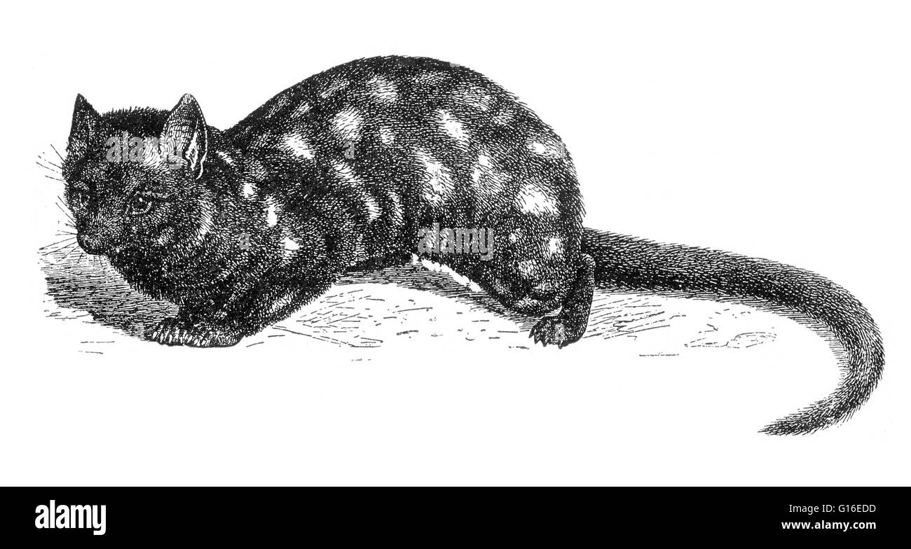 Paradoxurus est un genre dans la famille viverrid (petites à moyennes de mammifères, comprenant 15 genres, qui sont subdivisées en 38 espèces). Paradoxurus espèces ont une large tête, un museau étroit avec un grand museau humide (rhinarium, nez humide) qui est profond Banque D'Images