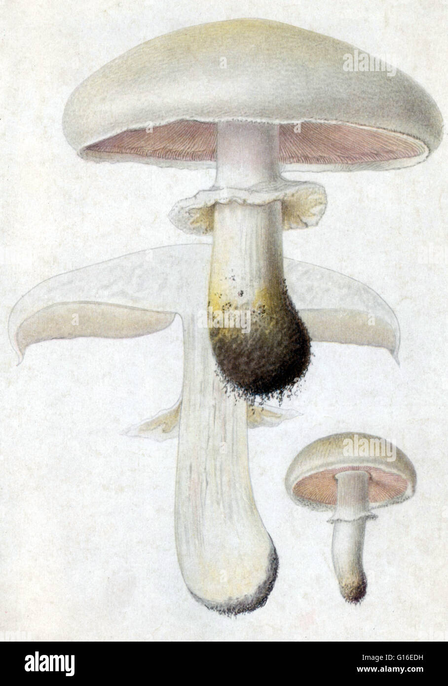 Champignons sur le terrain et les mousserons. Un champignon est un membre d'un groupe important d'organismes eucaryotes qui inclut des micro-organismes tels que les levures et moisissures, ainsi que les champignons plus familiers. Ces organismes sont classés comme un royaume, champignons, w Banque D'Images