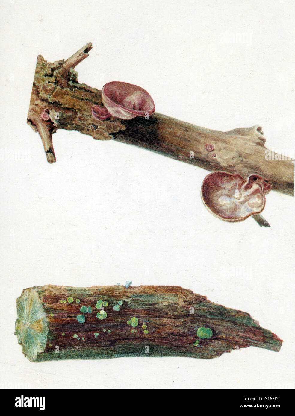 Sur les champignons (non identifiés). Un champignon est un membre d'un groupe important d'organismes eucaryotes qui inclut des micro-organismes tels que les levures et moisissures, ainsi que les champignons plus familiers. Ces organismes sont classés comme un royaume, champignons, qui est le SEPA Banque D'Images