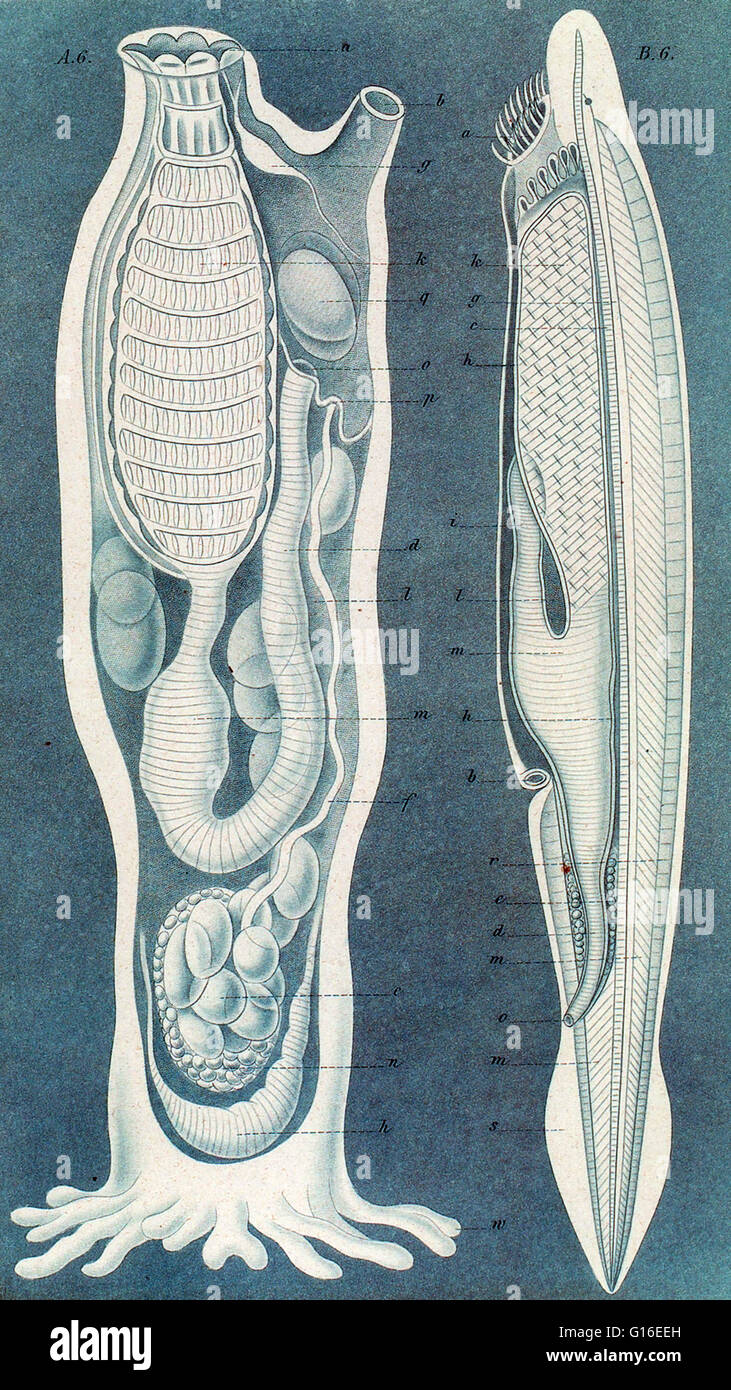 Ascidiacea (communément appelé ascidie ou seringues de mer) est une classe dans l'embranchement Tunicata de sac-comme d'invertébrés marins filtreurs. Les ascidies sont des animaux sessiles : ils demeurent fermement attachés à substrat, comme les roches et les coquilles. Il y ar Banque D'Images