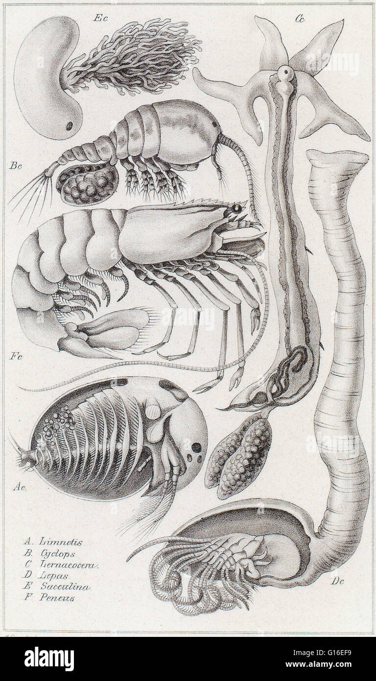 Limnetis non identifiables (). Cyclops est un des genres les plus courants d'eau douce de copépodes, comprenant plus de 400 espèces. Liernaeocera (Lernaeocera) est un genre de copépodes marins dans la famille Pennellidae. Lepas est une espèce d'oie bernache dans la famille Banque D'Images